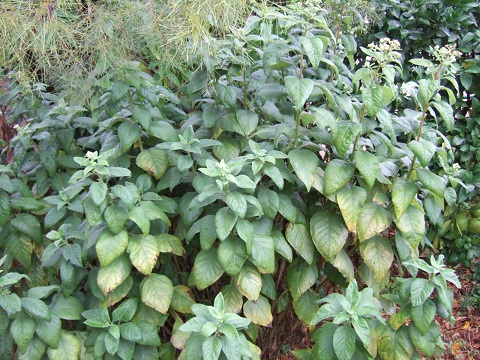 Persicaria orientalis, Pinellia tripartita, Verbesina virginica, Persicaria capitata [devinette] - Page 2 Dscf6610
