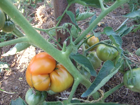 Solanum lycopersicum - les tomates - Page 3 Dscf6615