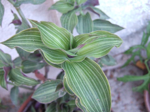 Callisia gentlei var. elegans Dscf6619