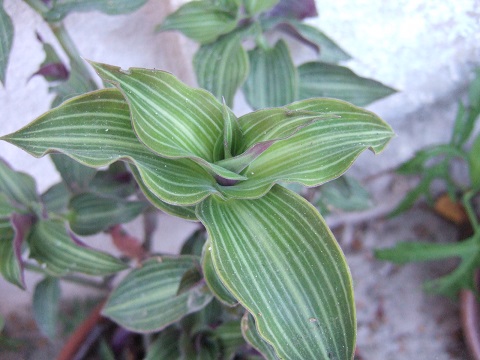 Callisia gentlei var. elegans  Dscf6619