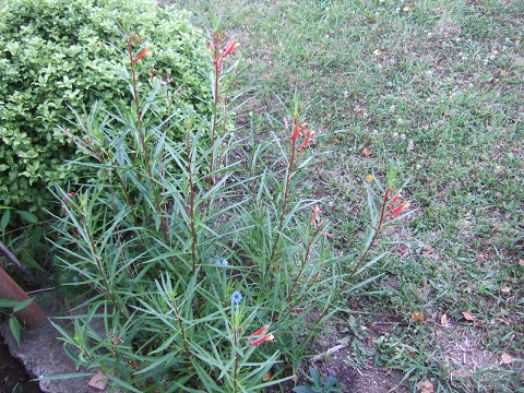 Lobelia laxiflora Dscf6620