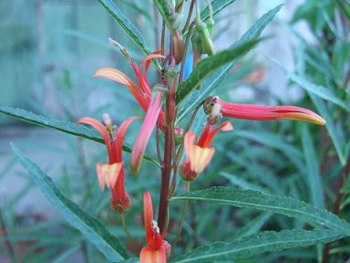 Lobelia laxiflora Dscf6621