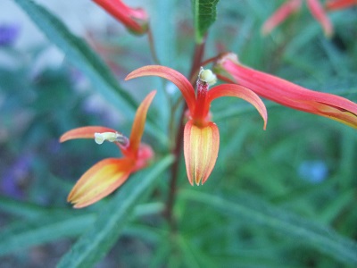 Lobelia laxiflora Dscf6623