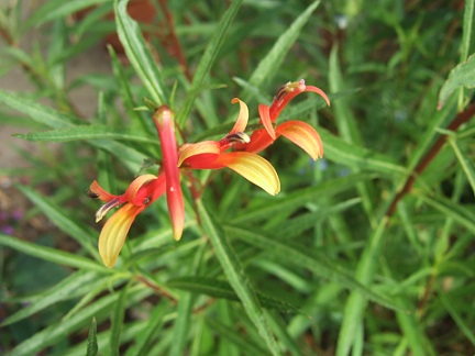 Lobelia laxiflora Dscf6627