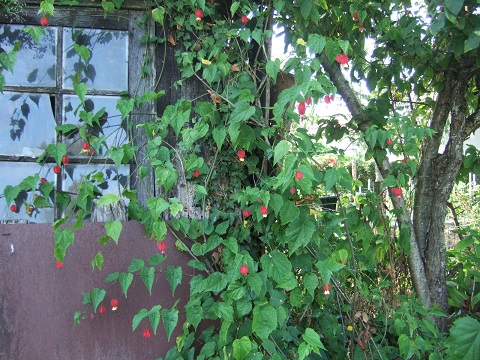 abutilon mega - Abutilon megapotamicum Dscf6710