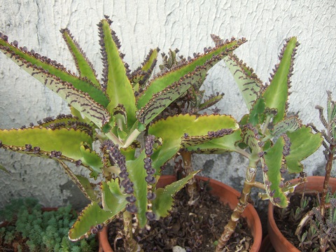Bryophyllum daigremontiana (= Kalanchoe daigremontiana) Dscf6711