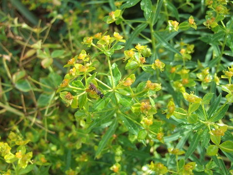 Euphorbia ceratocarpa ? [id. non terminée] Dscf6732
