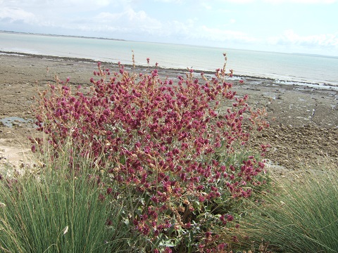 (17) La Rochelle - parcs et aménagements - Page 3 Dscf6735