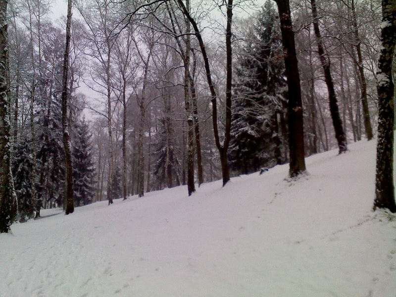 Neige en Lorraine ( Nuit du 24 au 25 février ) Img10311