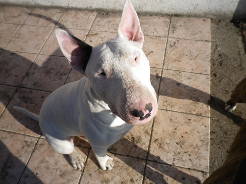 Taco, bull terrier en FA dans le 41 Tacoso10