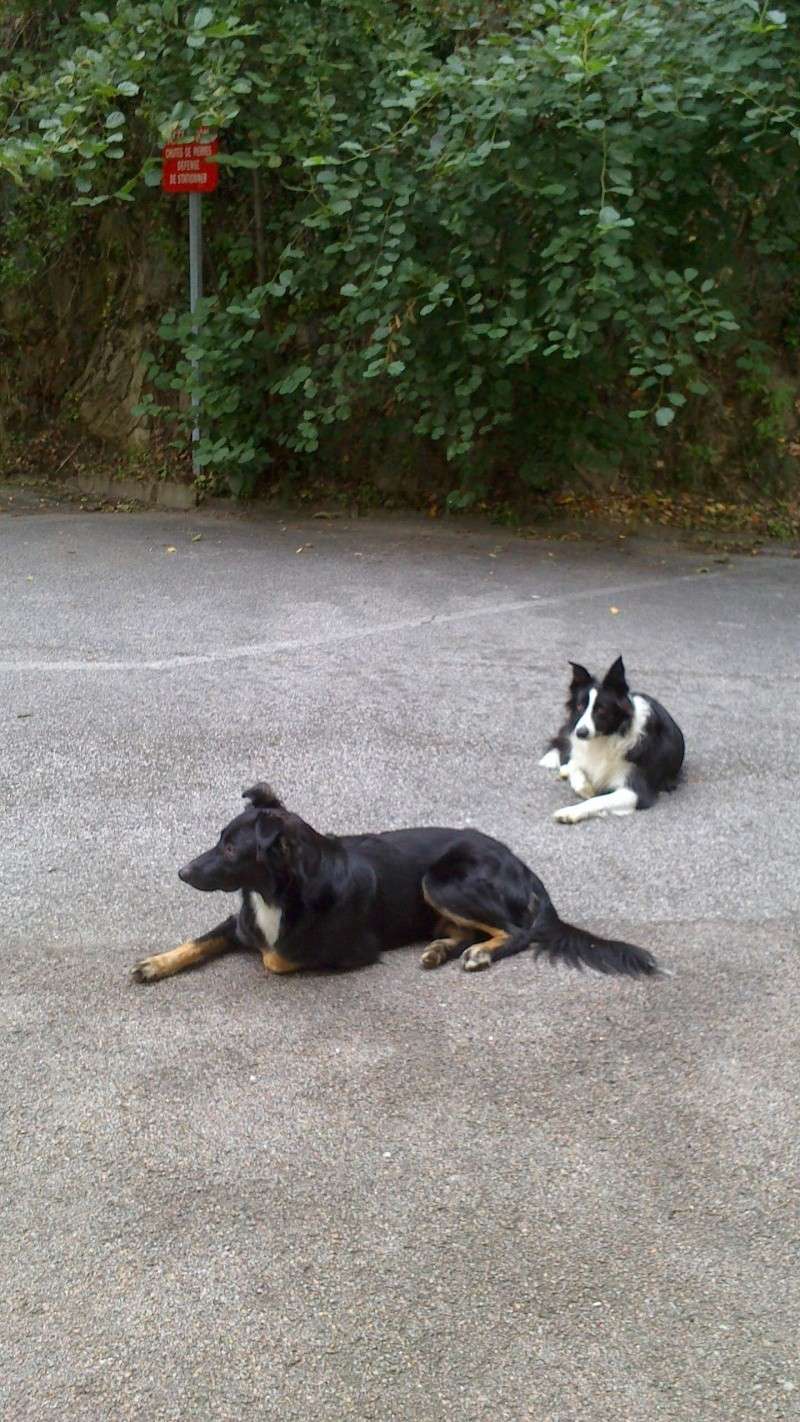 ECLIPSE (croisée beauceron/border) Fafa_e10