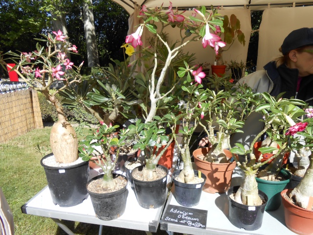 Photos "caudex" à la foire aux plantes rares d'Albertas-Boûches du Rhône/13, fin mai 2013. Dscn0113