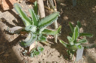 (34) La serre Martins - Jardin des plantes de Montpellier - Page 2 Serre121