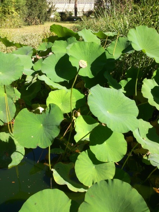 (34) La serre Martins - Jardin des plantes de Montpellier - Page 2 Serre160