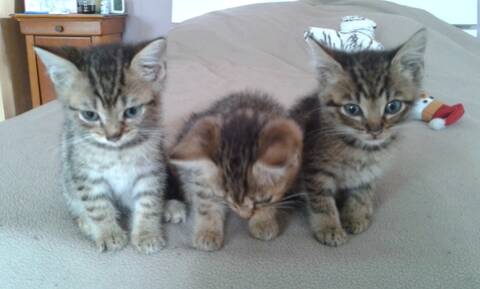 3 Chatons Tigres 1 Mois Et Demi
