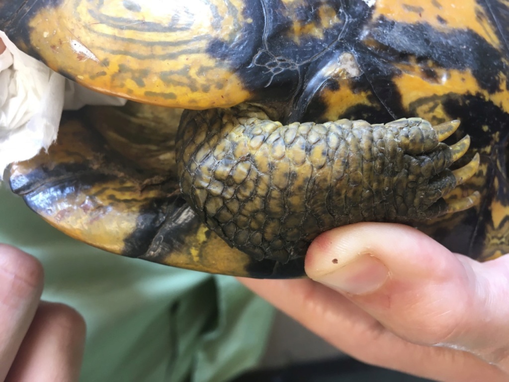 Identification Tortue14