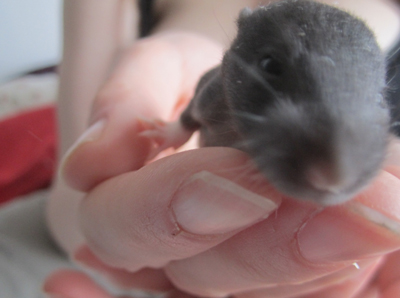 7 ratons noirs irish à l'adoption (45) Mira_110