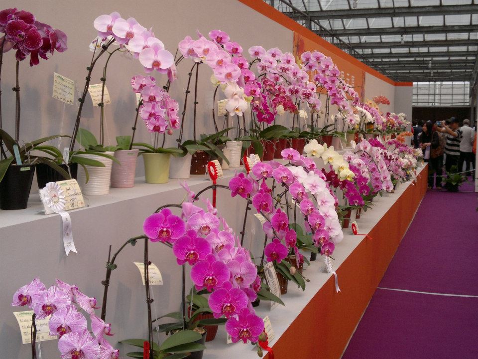 2013 International Orchid Show  09/Mar~18/Mar "Taiwan" 42960310
