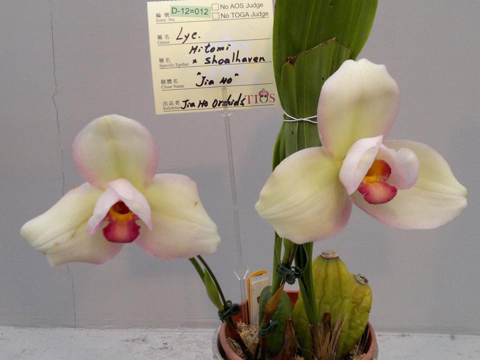 2013 - 2013 International Orchid Show  09/Mar~18/Mar "Taiwan" 62567710