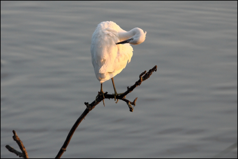 Photos de Fisher24 : maj du 20/01/16 (Le Teich) - Page 16 Img_0311