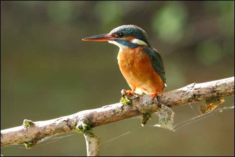 Photos de Fisher24 : maj du 20/01/16 (Le Teich) - Page 15 Img_0911