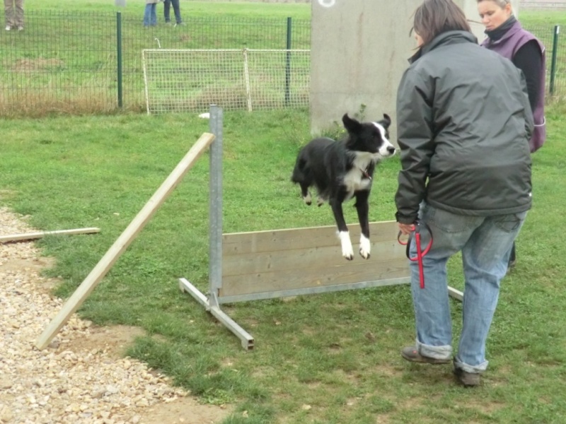 ISIS, petite Border Collie de 4 mois - Page 2 Ob_isi12