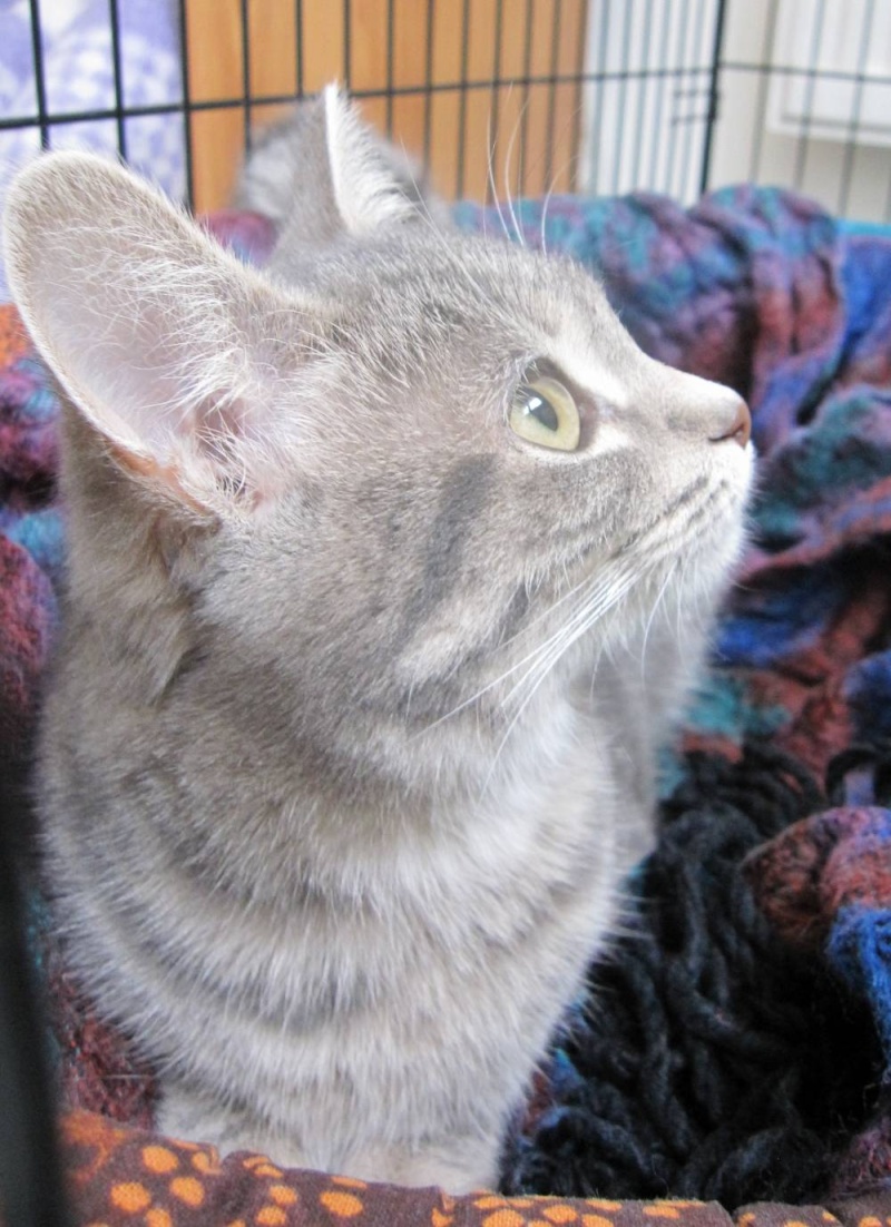 Hyndra, petite chatonne Tabby grise, née le 01/08/12 Hyndra17