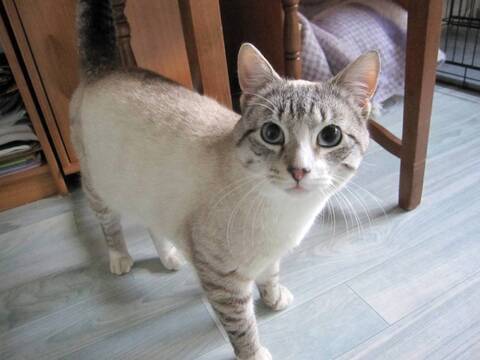 Hastor Male Tabby Croise Siamois Ne Le 01 01 13