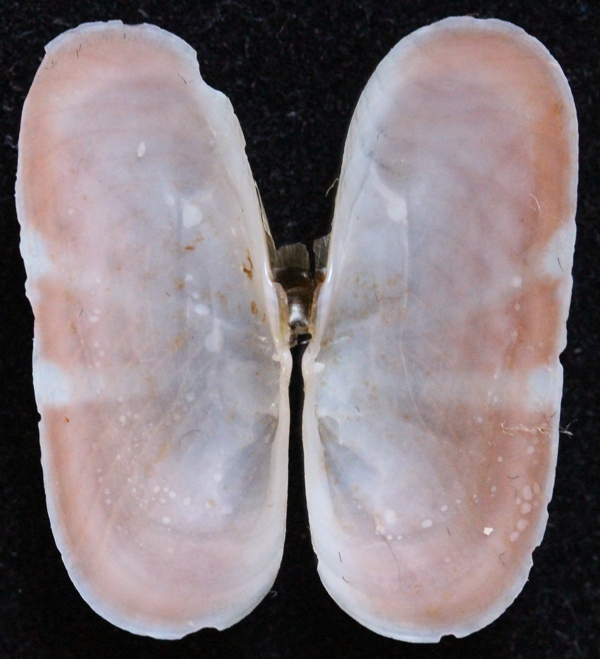 Solecurtidae : Solecurtus strigilatus - (Linnaeus, 1758) Img_0211