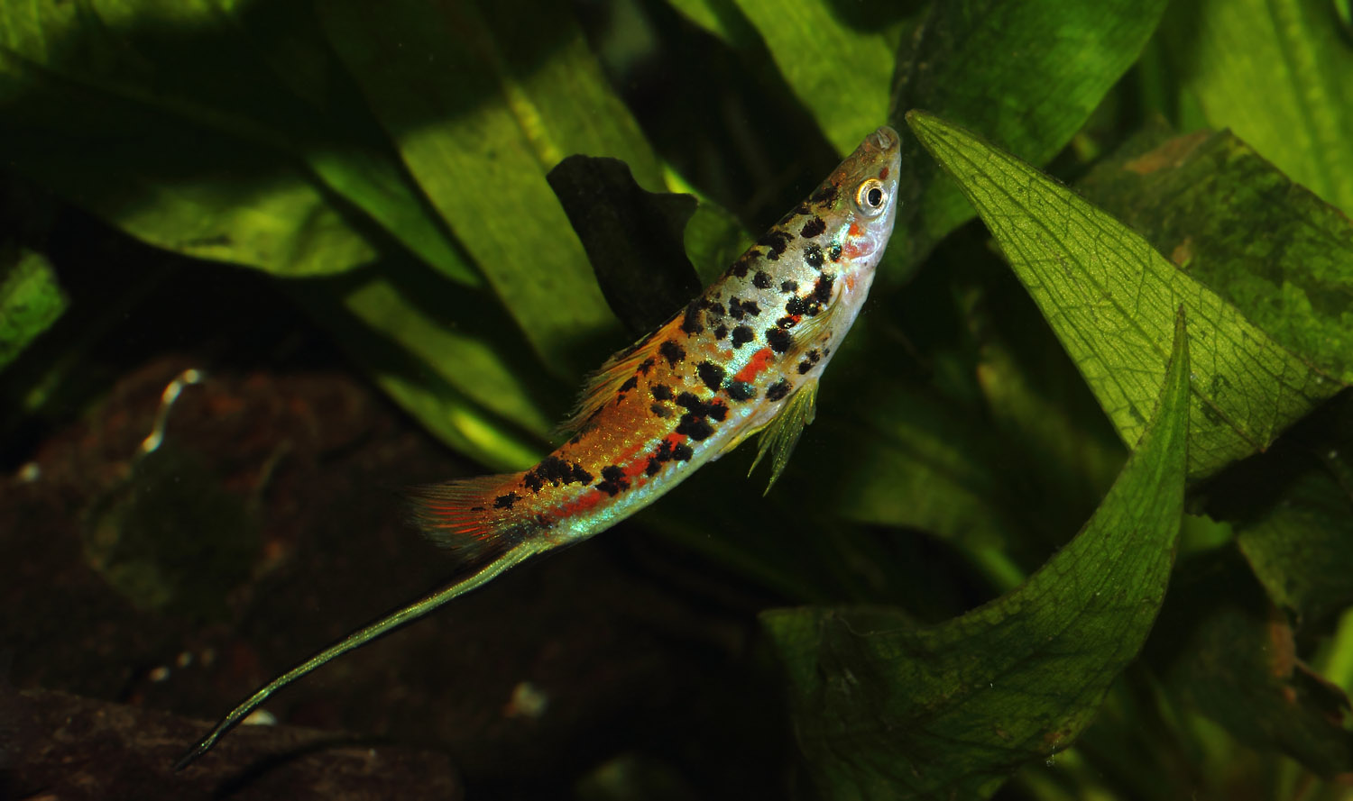 Mr & Mme xiphophorus helleri guntheri 01_20110