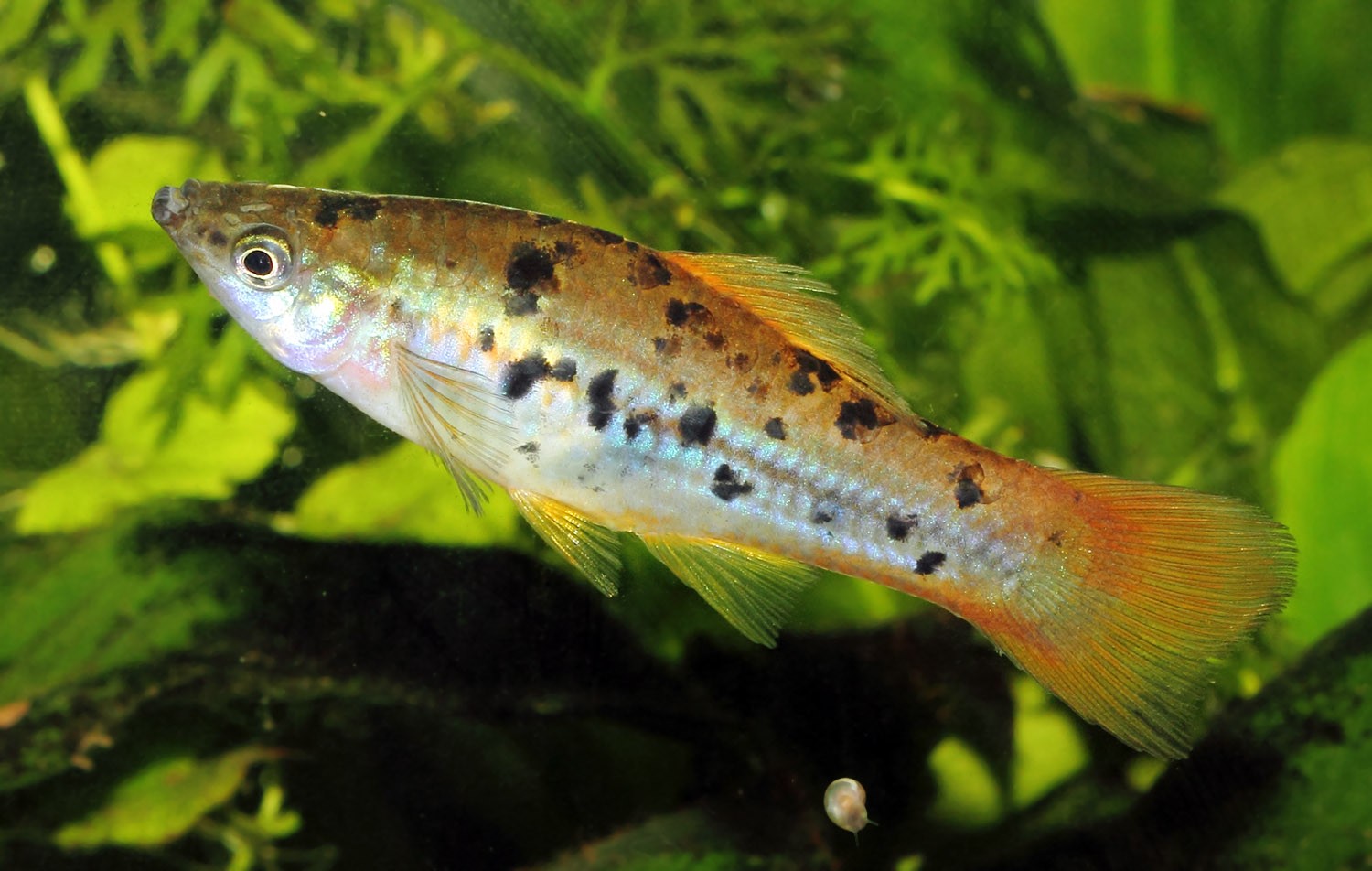 Mr & Mme xiphophorus helleri guntheri 07_20110