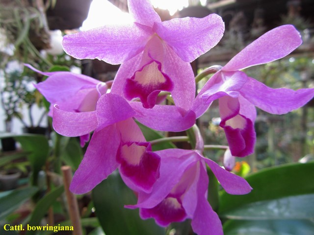 Orchideen 2011 - 2015 Teil 1 - Seite 82 Kopie_11