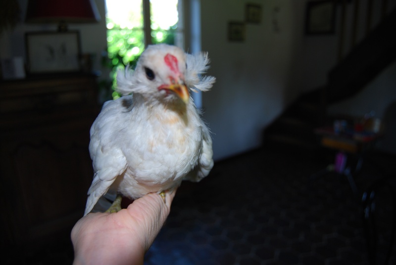 Mon premier araucana noir à toupets.  01910