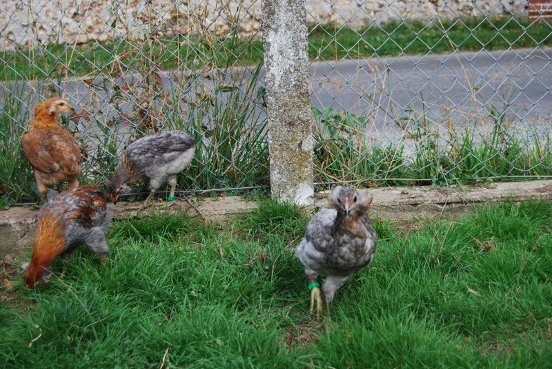 Mon premier araucana noir à toupets.  - Page 2 03110