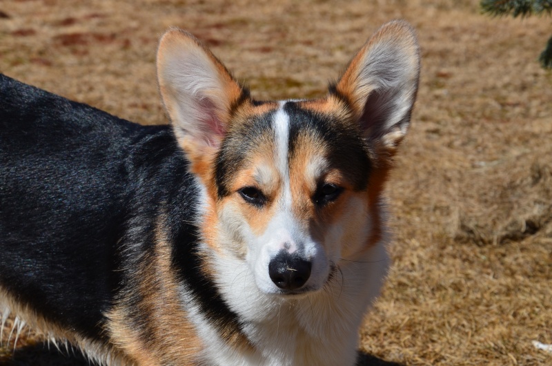 Photo de vos Corgi et autre chien a courtes pattes? Dsc_4411