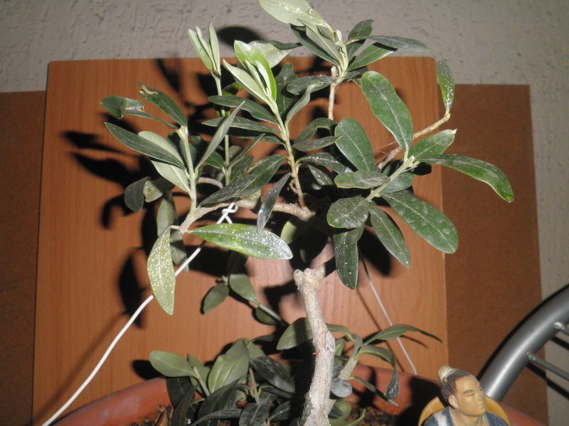 pianta di olivo - Pagina 6 Pb060210