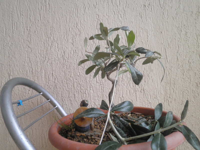 pianta di olivo - Pagina 6 Pb070212