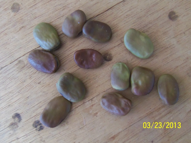 Photos of Seeds 100_5510