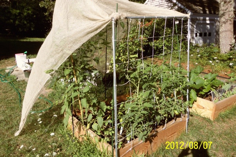 Recommended source for garden grade tulle and good shade cloth? Aug_7_11