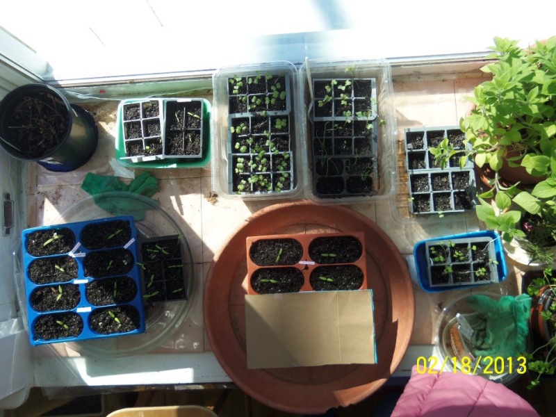 Seed starting ??s: In larger containers rather than cells? Alternatives to peat? Photo110