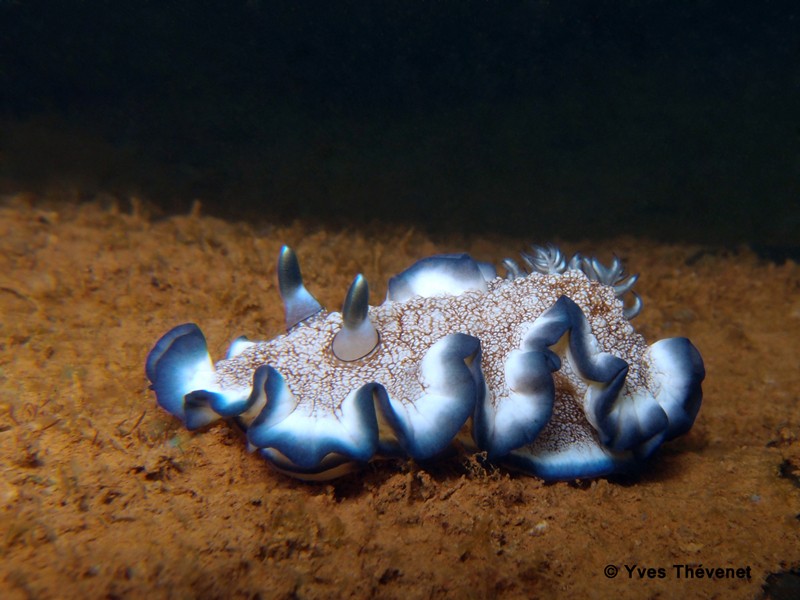 Glossodoris pullata. Nudibranche. Goro-232