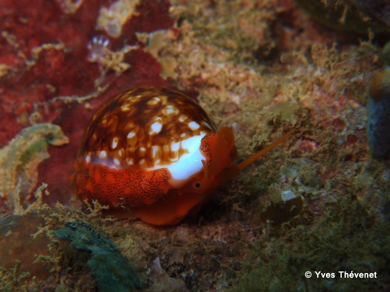 Cypraea cribraria (Linné, 1758). Porcelaine. Ouamo-42