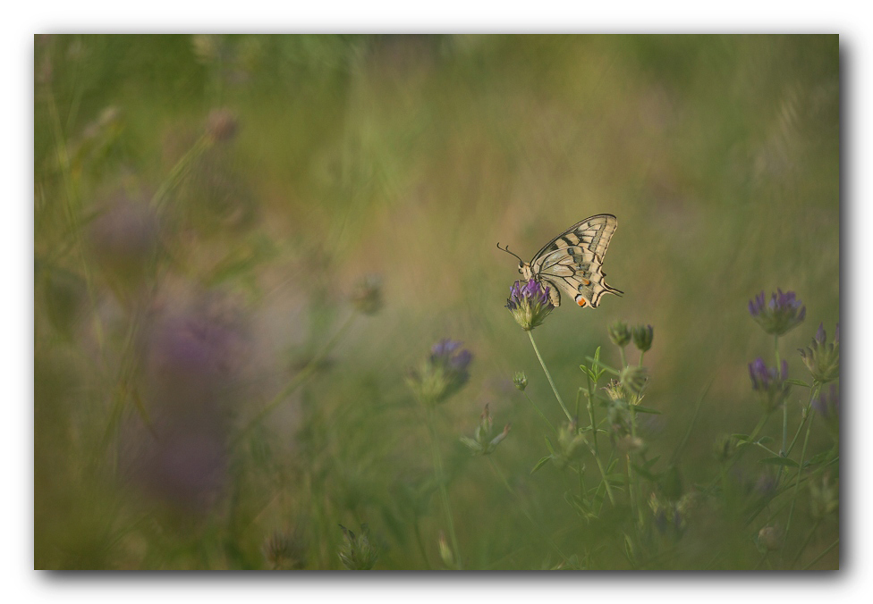 machaon dans la jungle... 910