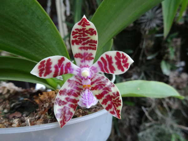 Phalaenopsis - hybrides primaires - Page 2 Karen_10