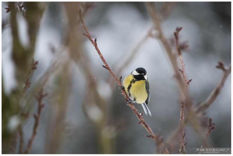 Birds in the snow, le retour! Dsc_0211