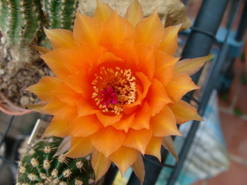 Echinopsis Aphrodite Echino10