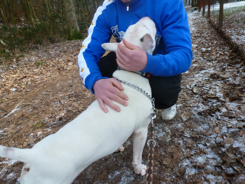 Popeye mâle bull terrier blanc né en 2007 - Refuge SPA de Forbach P1030211