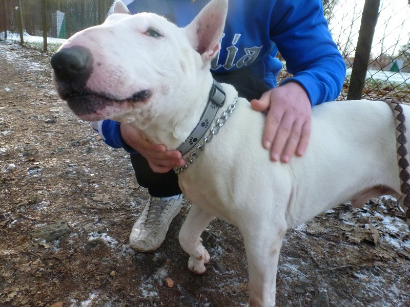 Popeye mâle bull terrier blanc né en 2007 - Refuge SPA de Forbach P1030213