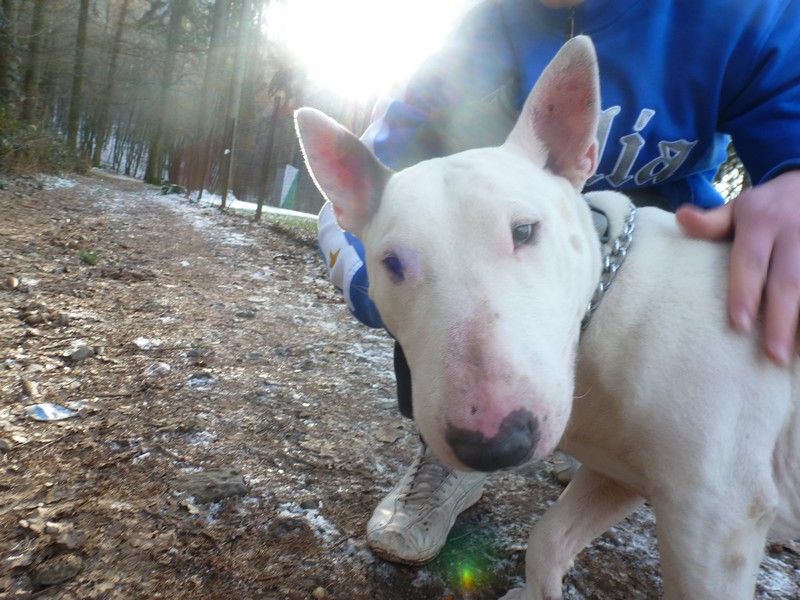 Popeye mâle bull terrier blanc né en 2007 - Refuge SPA de Forbach P1030214