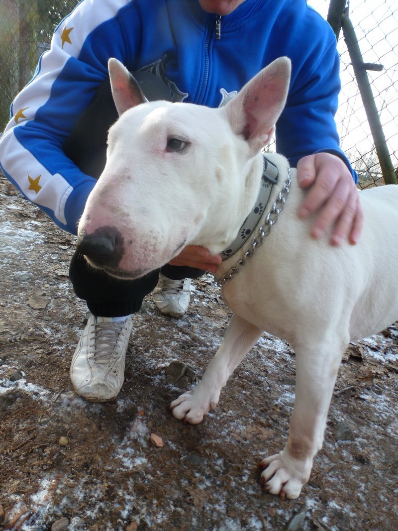 Popeye mâle bull terrier blanc né en 2007 - Refuge SPA de Forbach P1030215